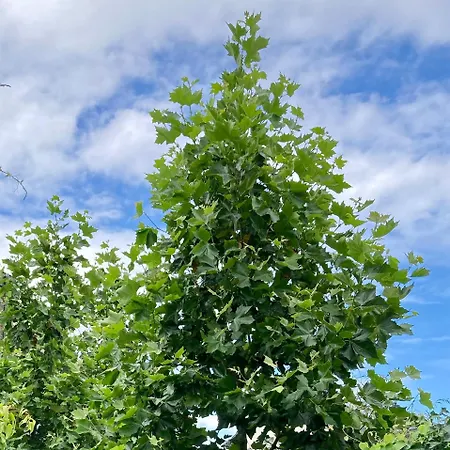 Verrassende Ruime Stadswoning Nabij Station, Centrum Met Unieke Tuin. * Venlo