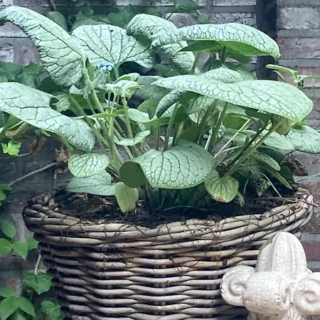 Verrassende Ruime Stadswoning Nabij Station, Centrum Met Unieke Tuin. *